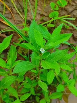 False Daisy Trailing Eclipta Bhringaraj Kesharaj Eclipta Prostrata Bhangaro B Stock Photos
