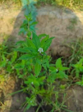 False Daisy Trailing Eclipta Bhringaraj Kesharaj Ayurvedic Medicine Flower Pl Stock Photos