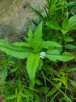 False Daisy Trailing Eclipta Bhringaraj Kesharaj Ayurvedic Medicine Flower Pl Stock Photos