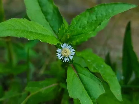 False Daisy Trailing Eclipta Bhringaraj Kesharaj Ayurvedic Medicine Flower Pl Stock Photos
