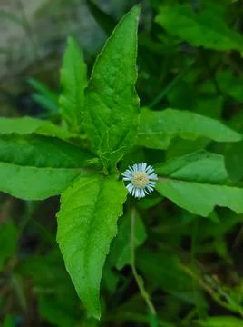False Daisy Trailing Eclipta Bhringaraj Kesharaj Ayurvedic Medicine Flower Pl Stock Photos