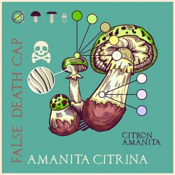 False death cap mushroom Stock Illustration
