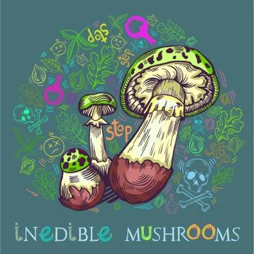 False death cap mushroom Stock Illustration
