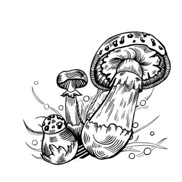 False death cap mushroom Stock Illustration