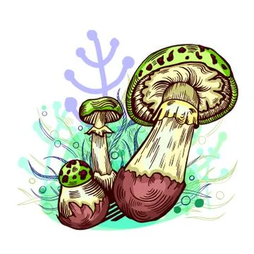 False death cap mushroom Stock Illustration