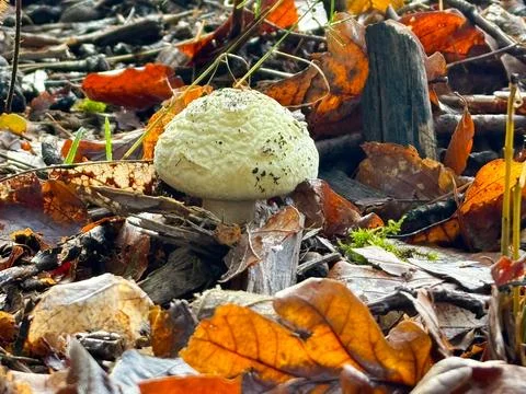 The false death cap or citron amanita, an inedible mushroom due to its toxicity Stock Photos