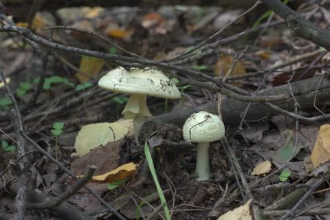False deathcap with spotted cap, having large veil fragments on it Stock Photos