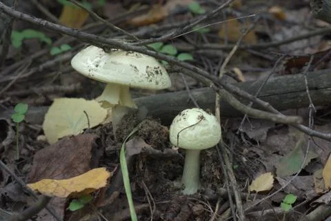 False Deathcaps couple in the spring forest Stock Photos