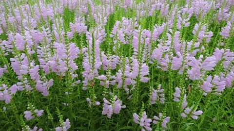 False dragonhead 库存影片 342883642