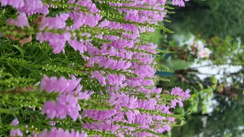 False dragonhead Stock Footage 342885185