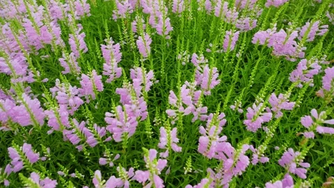 False dragonhead Stock-Footage 342885829