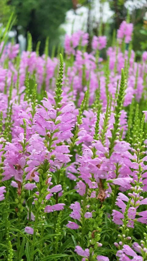 False dragonhead Stock-Footage 342886923