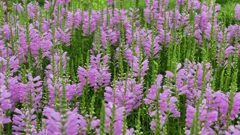 False dragonhead Video stock 342887015