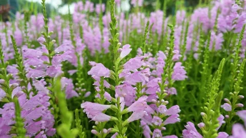 False dragonhead Stock Footage 342887388