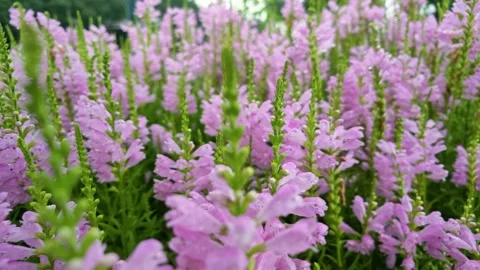 False dragonhead Video stock 342887926