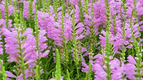 False dragonhead Stock-Footage 342888157