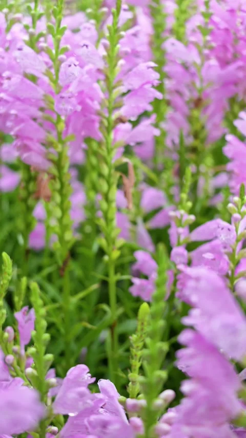False dragonhead Video stock 342888316