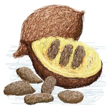 False durian nut Stock Illustration