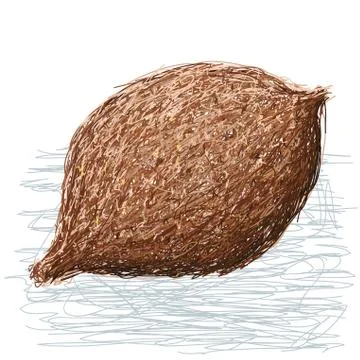 False durian nut whole Stock Illustration