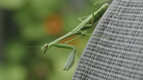 False Garden Mantid (Pseudomantis albofimbriata), Praying Mantis on Garden Chair Stock Footage 236741337