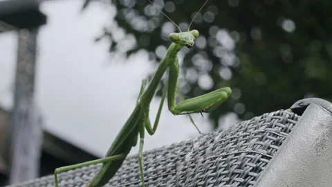 False Garden Mantid (Pseudomantis albofimbriata), Praying Mantis 2 Stock Footage 236741345