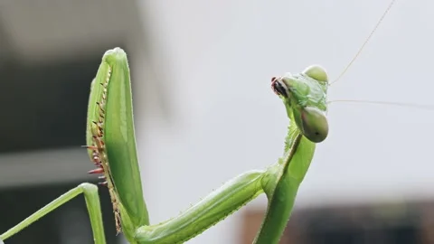 False Garden Mantid (Pseudomantis albofimbriata), Praying Mantis Stock Footage 236741379