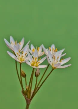 False Garlic Flowers Stock Photos