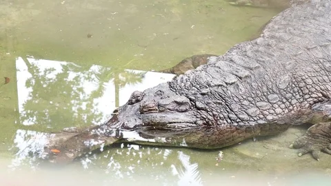 False Gharial (Buaya Sinyulong) Stock Footage 119435330