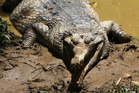 False Gharial is crocodile also known as Malayan gharial. Stock Photos