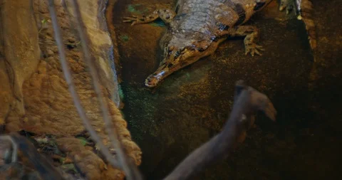False gharial or Malayan gharial, Sunda gharial or Tomistoma Stock Footage 106289540