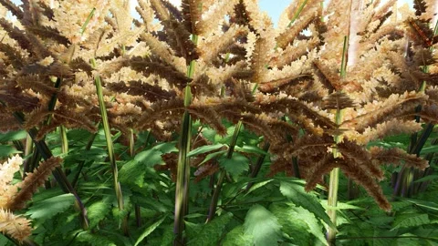 False Goats Beard Orange Stock Footage 340660126