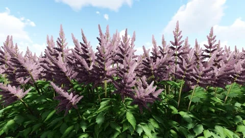False Goats Beard Pink Stock Footage 340660096