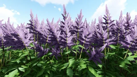 False Goats Beard Purple Stock Footage 340653455