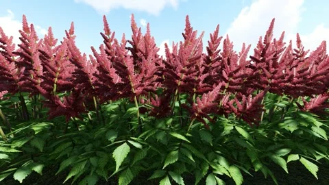 False Goats Beard Red Stock Footage 340643744