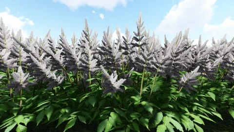 False Goats Beard White Stock Footage 340636418
