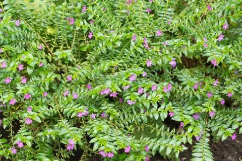 False heather Stock Photos