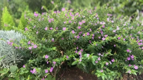 False heather plant with small purple flowers and green foliage swaying Stock Footage 313475845
