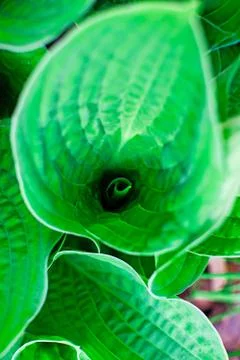 False Hellebore Leaves in spring close up. Tropical leaves. Stock Photos