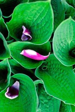 False Hellebore Leaves in spring close up. Tropical leaves with flower petals Stock Photos