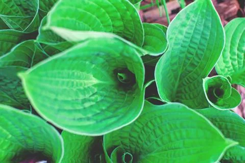 False Hellebore Leaves in spring close up. Tropical leaves. Stock Photos