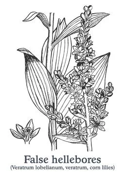 False hellebores. Vector hand drawn plant. Vintage medicinal plant sketch. Stock Illustration
