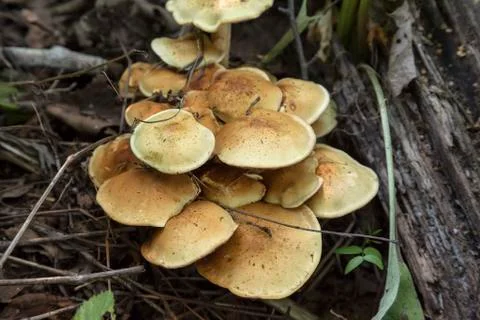 False honey agaric Foto stock