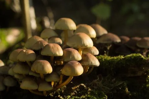 False honey agaric Stock Photos