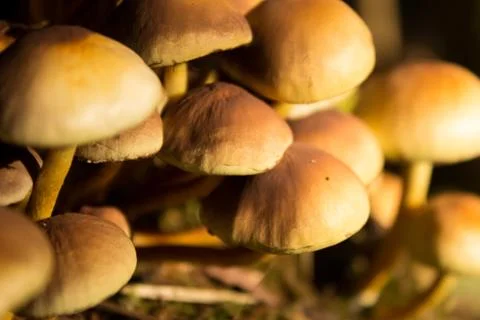 False honey agaric Stock Photos