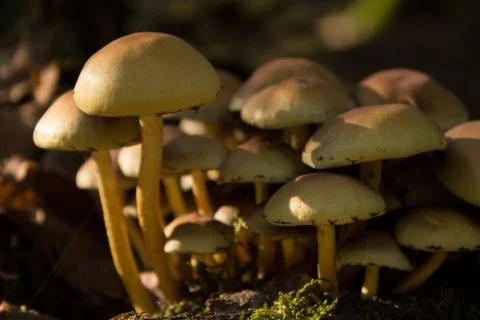 False honey agaric Stock Photos