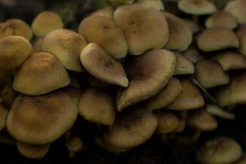 False honey agaric on a stump Stock Photos