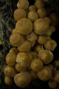 False honey agaric on a stump Stock Photos