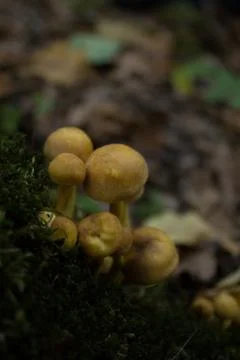 False honey agaric on a stump Stock Photos