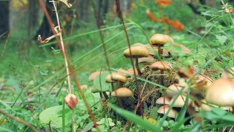 False honey agarics in close up Stock Footage 258848410