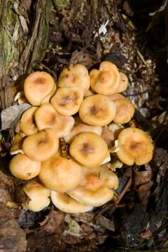 False honey agarics 스톡 사진